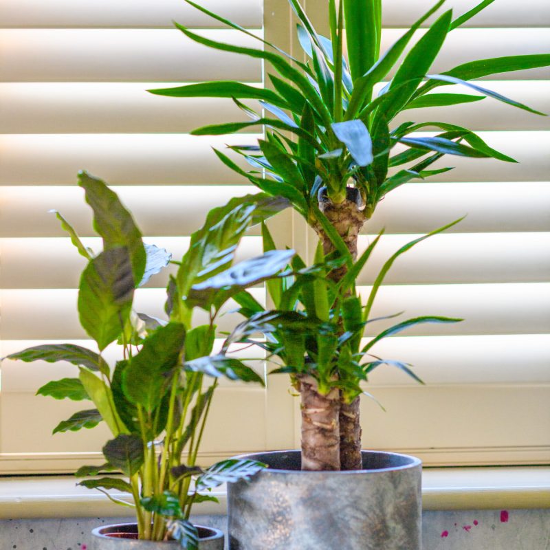 jungle-inspired-2024-12-05-15-07-32-utc